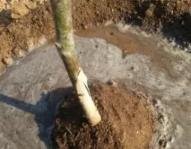 Груша Любимица Клаппа опис та характеристика сорту, гідності та недоліки, особливості любимица