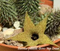 huernia