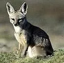 Індійська лисиця, бенгальська лисиця (Vulpes bengalensis), ареал опис забарвлення розмір вага ареал