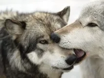 факти