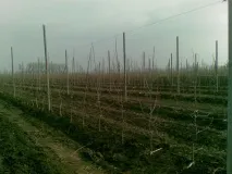 полив