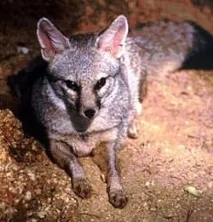 Індійська лисиця, бенгальська лисиця (Vulpes bengalensis), ареал опис забарвлення розмір вага vulpes