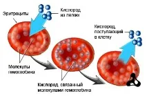 Як підвищити гемоглобін у крові народними засобами швидко гемоглобін