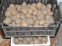 картоплю