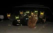 Як бачать живі істоти у темряві живі