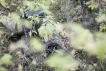 розвідки