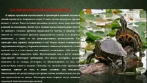 Як зимують червоновухі черепахи у природі У природі червоноуха черепаха - Презентація 143501-12 зимують