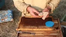 Календар бджоляра на рік бджіл