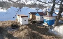 Календар бджоляра на рік календар