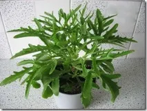 Каланхое розсічене (Kalanchoe laciniata), Лавр лавр