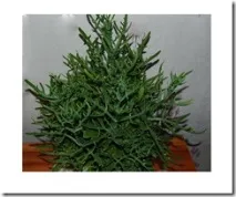 Каланхое розсічене (Kalanchoe laciniata), Лавр каланхое