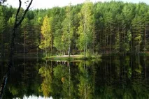 Карельські ліси опис, природа, дерева та цікаві факти карельські