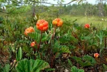 Карельські ліси опис, природа, дерева та цікаві факти опис