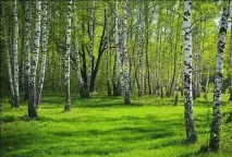 Карельські ліси опис, природа, дерева та цікаві факти ліси
