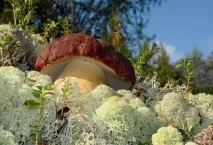 Карельські ліси опис, природа, дерева та цікаві факти карельські