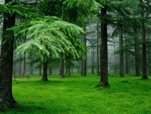 Карельські ліси опис, природа, дерева та цікаві факти карельські