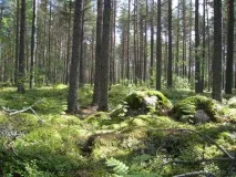 Карельські ліси опис, природа, дерева та цікаві факти дерева
