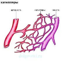 КАПІЛЯРИ В ПРОБЛЕМАХ ЛЮДИНИ ВІД ЗАХВОРЮВАННЯ СУДИН людини