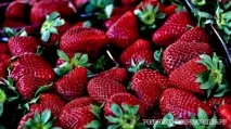 Полуниця «Вікторія» опис сорту, фото, відгуки - Популярне про здоров’я фото