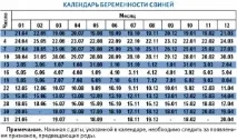 КОЛИ ЧЕКАТИ ПОРОСЯТЬ поросять