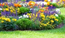 Клумба безперервного цвітіння безперервного
