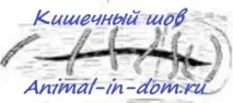 Кишковий шов, Лікування домашніх тварин лікування