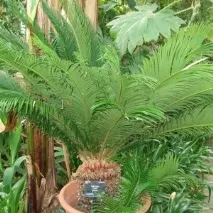 cycas