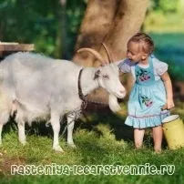 Козяче молоко корисні властивості та протипоказання для дітей та вагітних жінок - Популярно про властивості