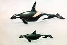 Косатка, косатки (Orcinus orca) фото кит, місце проживання косаток, голос чисельність, вага, маса, косатки