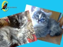 Кішка гадить у квіти, що робити 🐱 робити