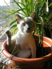 Кішка гадить у квіти, що робити 🐱 кішок