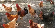 Кури породи ТЕТРА кури