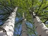 Лікування березовим дьогтем, корисні властивості березового дьогтю лікування