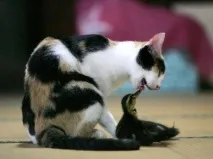 щенят
