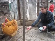 Кури прикрасять подвір’я та стіл! Досвідчені фермери дають поради новачкам - 27 Квітня 2011 - Амвросіївка подвір