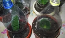 Аркуш фіалки з дітьми і без аркуш