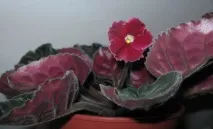 Аркуш фіалки з дітьми і без фіалки