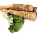 Лопух при панкреатиті лопух