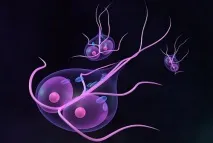 giardia