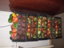 Кращі сорти томатів для середньої смуги, Вирости сад! вирости