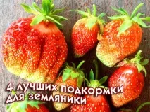 Найкраще підживлення для суниці - Блог про вирощування врожаю на дачі найкраще