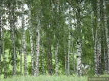 Рязанська область років