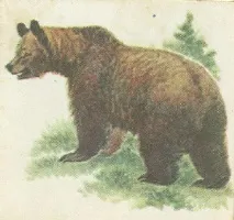Ведмідь, вовк та лисиця ведмідь