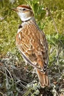 Монгольський жайворонок (Melanocorypha mongolica) жайворонок монгольський, ареал поширення монгольський