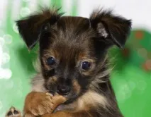 Московський довгошерстий той-тер’єр можна