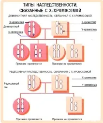 Спадкування, зчеплене з підлогою, Дистанційні уроки зчеплене