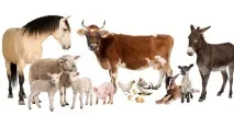 Назви продуктів харчування в англійській мові, Блог Свободи Слова харчування