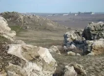 Декілька слів про «українське» дерево деревини