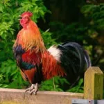 Чи потрібен півень для курей, 10 причин потрібен