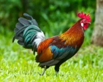 Чи потрібен півень для курей, 10 причин півень